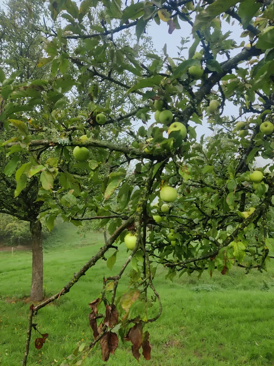 Pommes à cidre sur pommier