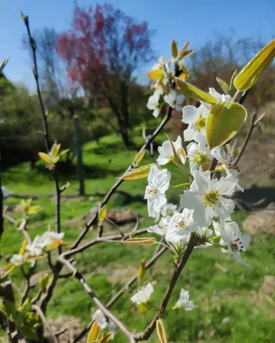 Fleurs de pommier