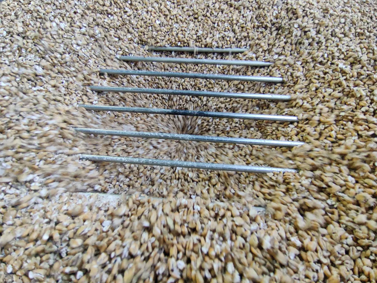 Grain de malt sous le concasseur