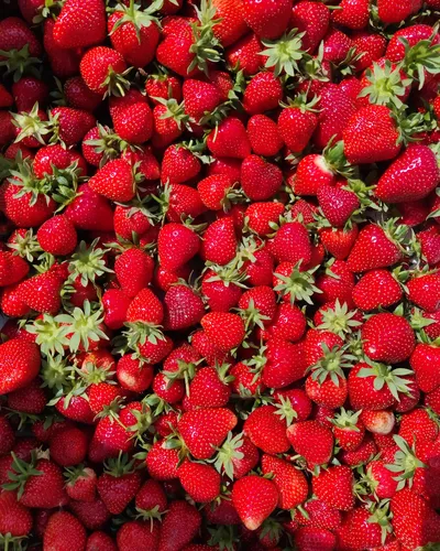 Fraises
