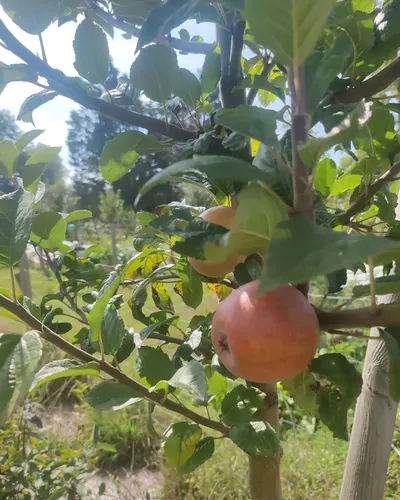 Une pomme sur sa branche