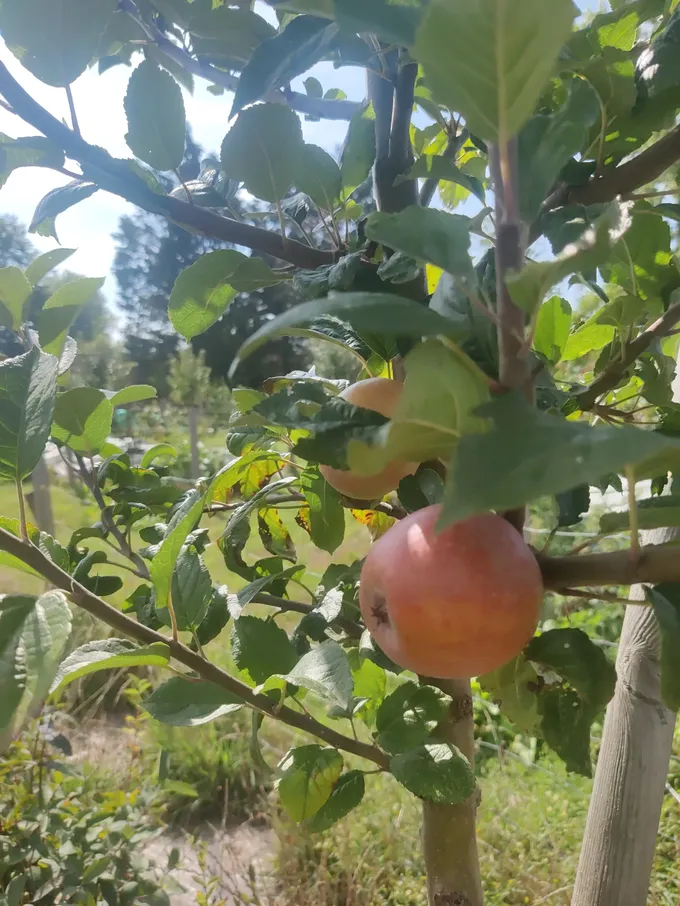 Une pomme sur sa branche, au verger d'Attin