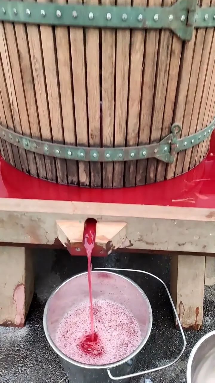 Jus de rhubarbe rose coulant du pressoir dans un seau, fin mai