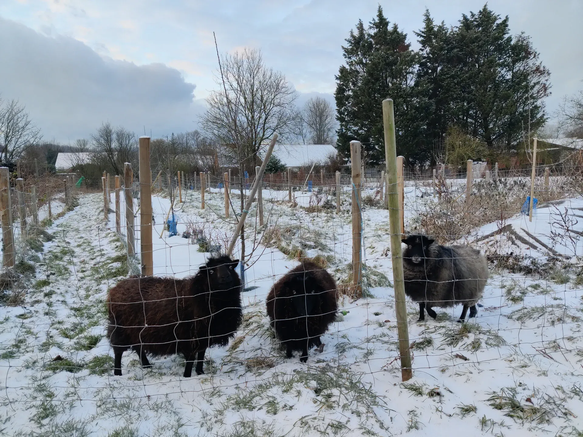 Le verger sous la neige, des moutons entre les rangs